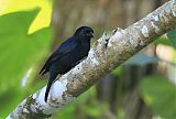 Jamaican Blackbird